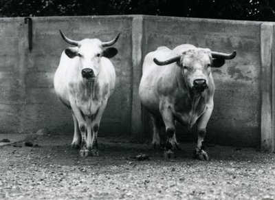 Um touro e vaca Chartley no zoológico de Londres, julho de 1924 de Frederick William Bond