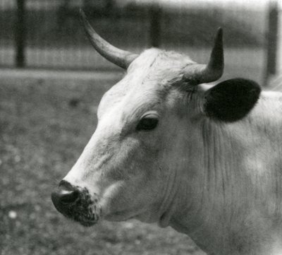 Uma vaca Chartley no zoológico de Londres, julho de 1924 de Frederick William Bond