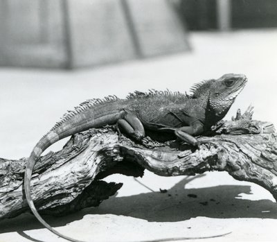Um dragão de água chinês/asiático/ tailandês/verde descansando num tronco no Jardim Zoológico de Londres em 1928 (foto a p/b) de Frederick William Bond