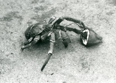 Um coco, ou lula, alimentando-se de coco, zoológico de Londres, julho de 1927 de Frederick William Bond