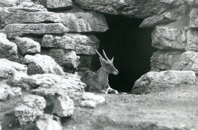 Uma Eland comum descansando na entrada de seu abrigo entre as rochas na Eland/Antelope Paddock, Jardim Zoológico de Londres em 1929 (foto a p/b) de Frederick William Bond