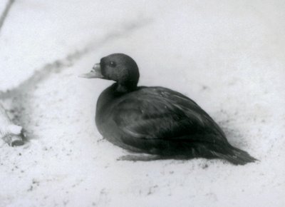 Um Scoter comum no zoológico de Londres em 1925 de Frederick William Bond
