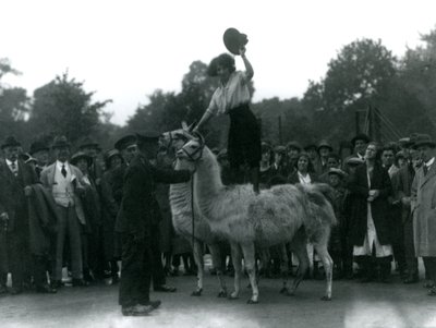Uma vaqueira fica montada em dois lhamas durante uma visita ao zoológico de Londres, em 1924 de Frederick William Bond