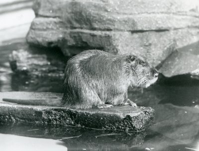 Um Coypu sentado numa saliência rochosa numa piscina do seu recinto no Jardim Zoológico de Londres, Fevereiro de 1928 (foto a p/b) de Frederick William Bond