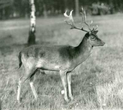 Um cervo de gamo no zoológico de Londres em outubro de 1924 de Frederick William Bond