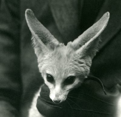 A Fennec Fox é realizada, em volta do pescoço, por um guardião enluvado, 1924 de Frederick William Bond