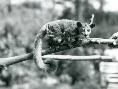 Um Galago caminhando ao longo de uma filial que está sendo mantida por um guardião, o Zoológico de Londres de Frederick William Bond