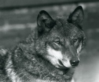 Um lobo cinzento no zoológico de Londres, 1925 de Frederick William Bond