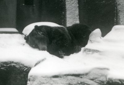 Um, urso pardo, adormecido, em, a, neve, londres, jardim zoológico, 1924 de Frederick William Bond