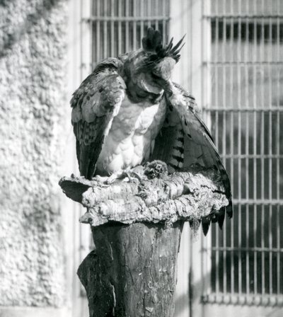 Uma harpia no zoológico de Londres, abril de 1914 de Frederick William Bond