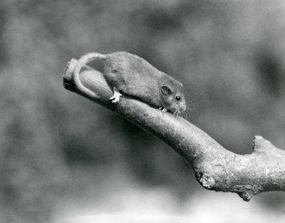 Uma Hazel/Comum Dormouse numa sucursal, no Jardim Zoológico de Londres de Frederick William Bond