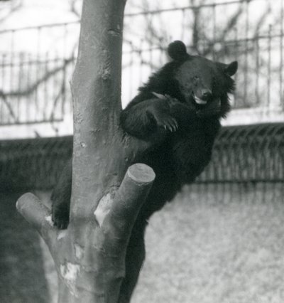 Urso pardo do Himalaia Isabelline Urso Dzu-Teh em uma árvore no zoológico de Londres em 1925 de Frederick William Bond