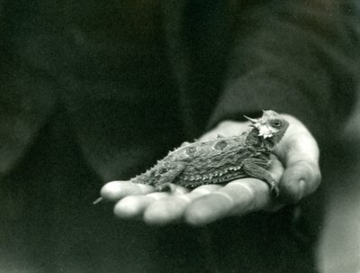 Um lagarto de chifres descansa em sua mão de guardiões, zoológico de Londres, de abril de 1923 (foto de bw) de Frederick William Bond