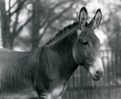 Uma zebra híbrida no zoológico de Londres em julho de 1924 de Frederick William Bond