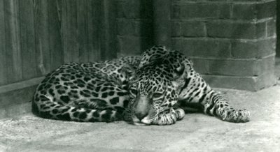Um Jaguar descansando no Zoológico de Londres em junho de 1924 de Frederick William Bond