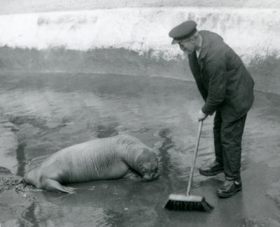 A Keeper varre a Walrus pool, London Zoo, em agosto de 1924 de Frederick William Bond