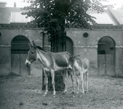 A KiangTibetan Wild AssKhyangGorkhar e seu potro em pé debaixo de uma árvore em seu paddock, London Zoo, em agosto de 1927 de Frederick William Bond