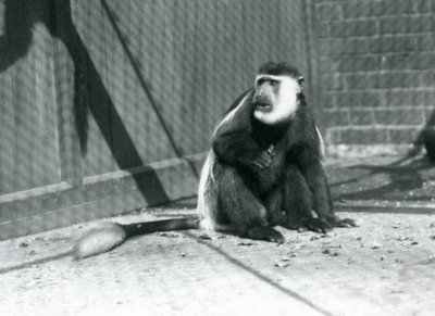 Um macaco Colobus preto-e-branco Kikuyu sentado em seu recinto no zoológico de Londres em julho de 1925 de Frederick William Bond