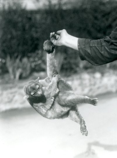 Um Kinkajou suspenso de um dedo de guardião por sua cauda preênsil, o Zoológico de Londres, em setembro de 1925 de Frederick William Bond