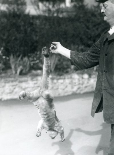 Um Kinkajou suspenso de cabeça para baixo, de um dedo de guarda, por sua cauda preênsil, o Zoológico de Londres, em setembro de 1925 de Frederick William Bond