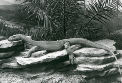 Um Komodo DragonMonitor descansando em uma parede rochosa no London Zoo em 1927 de Frederick William Bond