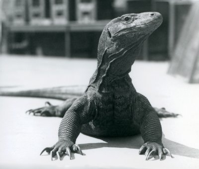 Um Dragão de Komodo no Zoológico de Londres, agosto de 1928 de Frederick William Bond