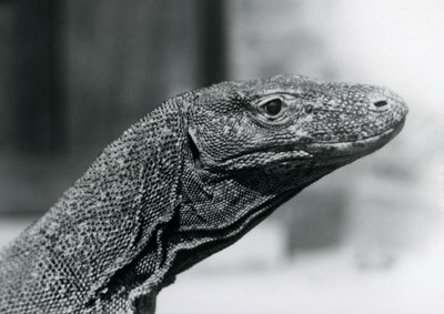 Um dragão-de-komodo no Zoológico de Londres em agosto de 1928 (foto a p/b) de Frederick William Bond
