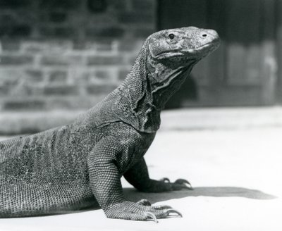Um dragão-de-komodo no Zoológico de Londres em agosto de 1928 (foto a p/b) de Frederick William Bond