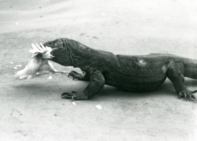 Um dragão-de-komodo a comer uma galinha, Jardim Zoológico de Londres de Frederick William Bond