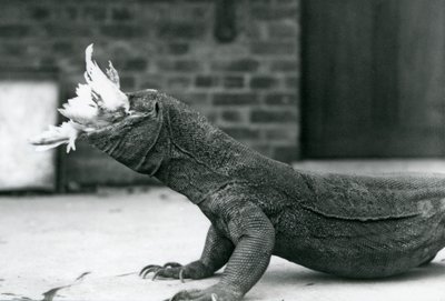 Um dragão-de-komodo comendo uma galinha no Zoológico de Londres Agosto de 1928 (foto a p/b) de Frederick William Bond