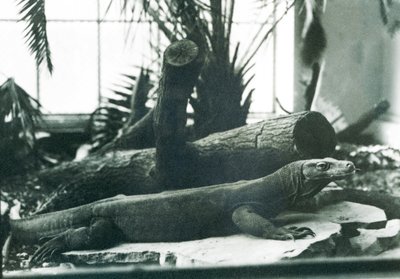 Um Dragão Komodo na Casa do Réptil no Jardim Zoológico de Londres em Agosto de 1928 (foto a p/b) de Frederick William Bond