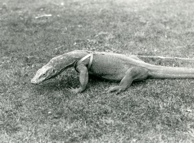 Um dragão-de-komodo a passear num relvado, usando arnês e trela (foto a p/b) de Frederick William Bond