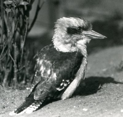 Um kookaburra rindo no zoológico de Londres em abril de 1925 de Frederick William Bond