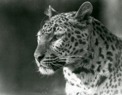 Um Leopardo no Jardim Zoológico de Londres em 1930 (foto a p/b) de Frederick William Bond