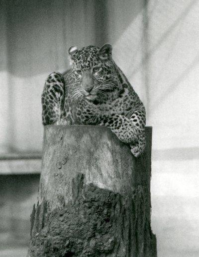 Um Leopardo deitado no topo de um tronco de árvore, no Jardim Zoológico de Londres de Frederick William Bond