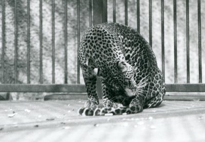 Um leopardo sentado em seu recinto arrumando a perna, zoológico de Londres, 1927 de Frederick William Bond