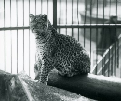 Um leopardo sentado em um tronco em seu recinto no zoológico de Londres, em setembro de 1925 de Frederick William Bond