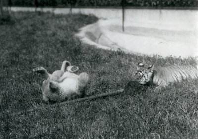 Um leão e um filhote de tigre brincam com um esfregão, na grama, em uma piscina, no zoológico de Londres, em setembro de 1925 de Frederick William Bond