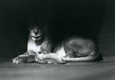 Um filhote de leão Deitado com a mãe à sombra da retaguarda do seu recinto, o zoológico de Londres, em outubro de 1925 de Frederick William Bond