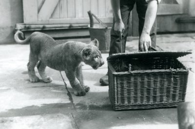 Um, filhote leão, olhar, um, filhote tigre, em, um, cesta vime, que, um, keeper, é, abertura, londres, jardim zoológico, setembro, 1925 de Frederick William Bond
