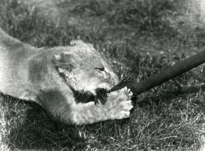 Um, filhote leão, tocando, com, um, esfregão, segurado, por, seu, keeper, ligado, a, capim, frente, seu, den, hondon zoológico, setembro, 1925 de Frederick William Bond
