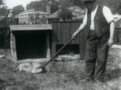 Um, filhote leão, tocando, com, um, esfregão, segurado, por, seu, keeper, ligado, a, capim, frente, seu, den, hondon zoológico, setembro, 1925 de Frederick William Bond