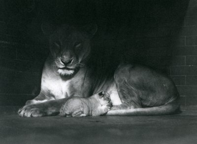 Uma leoa e um filhote deitados à sombra da retaguarda do seu recinto, o zoológico de Londres, em outubro de 1925 de Frederick William Bond