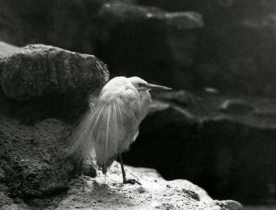 Uma pequena garça descansando entre as rochas no zoológico de Londres em 1930 (foto a p/b) de Frederick William Bond