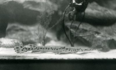 Garn Longnose, ou Gar de Needlenose, Zoológico de Londres, 1924 de Frederick William Bond