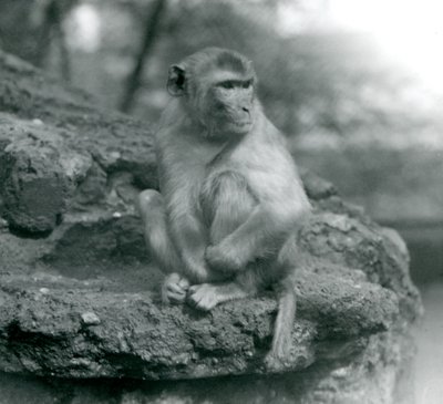 Um Macaco sentado em uma pedra no zoológico de Londres em 1924 de Frederick William Bond