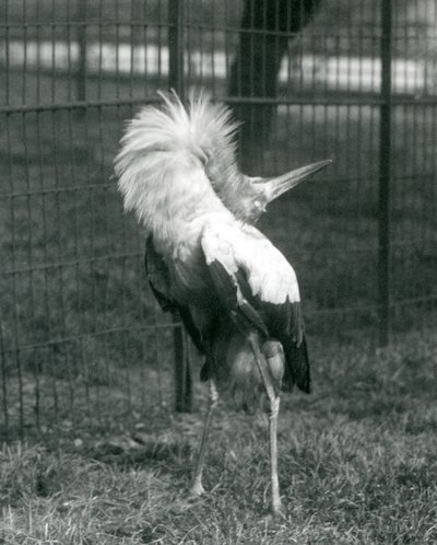 Uma cegonha de Maguari realizando a exibição up-down, London Zoo, em julho de 1925 de Frederick William Bond