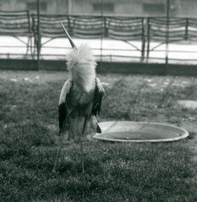 Uma cegonha Maguari fazendo a exibição de cima para baixo enquanto está de pé na grama ao lado de uma pequena piscina de concreto, Jardim Zoológico de Londres, julho de 1925 (foto a p/b) de Frederick William Bond