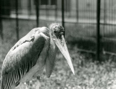 Uma cegonha de marabu em seu recinto no zoológico de Londres em setembro de 1928 de Frederick William Bond