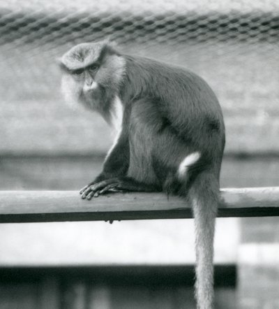 Um macaco Mona sentado em um poste horizontal em seu recinto no zoológico de Londres em setembro de 1925 de Frederick William Bond